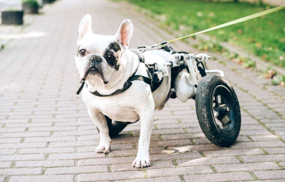 dog prosthetics